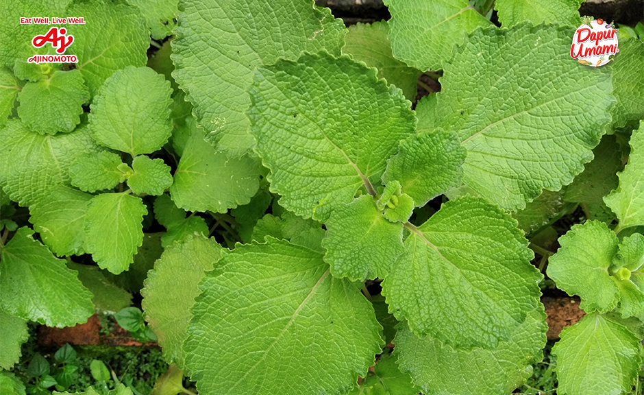 Torbangun, Sayuran Lokal Kaya Gizi yang Cocok Dikonsumsi Ibu Menyusui