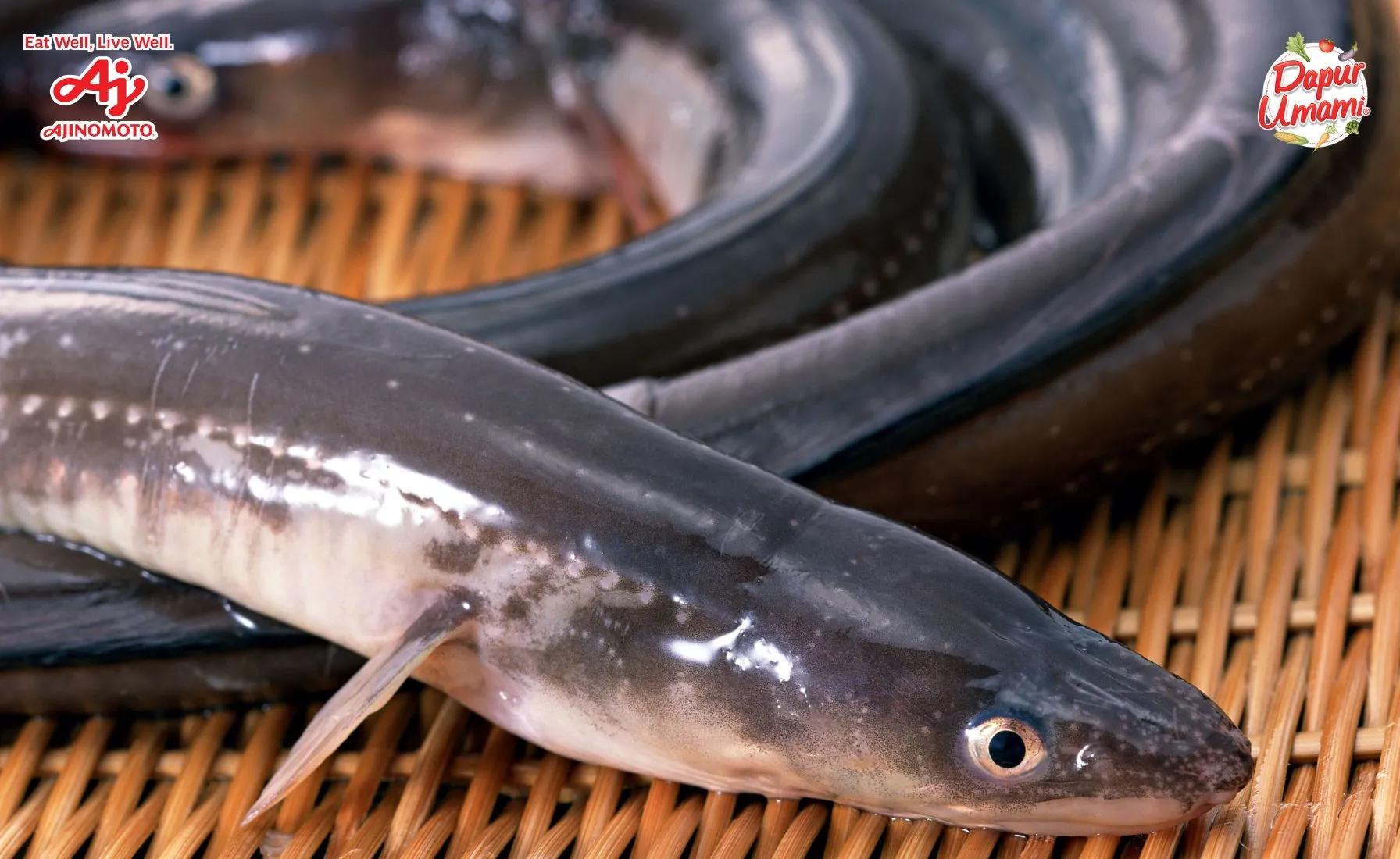Manfaat Ikan Sidat dan Kandungan Gizinya