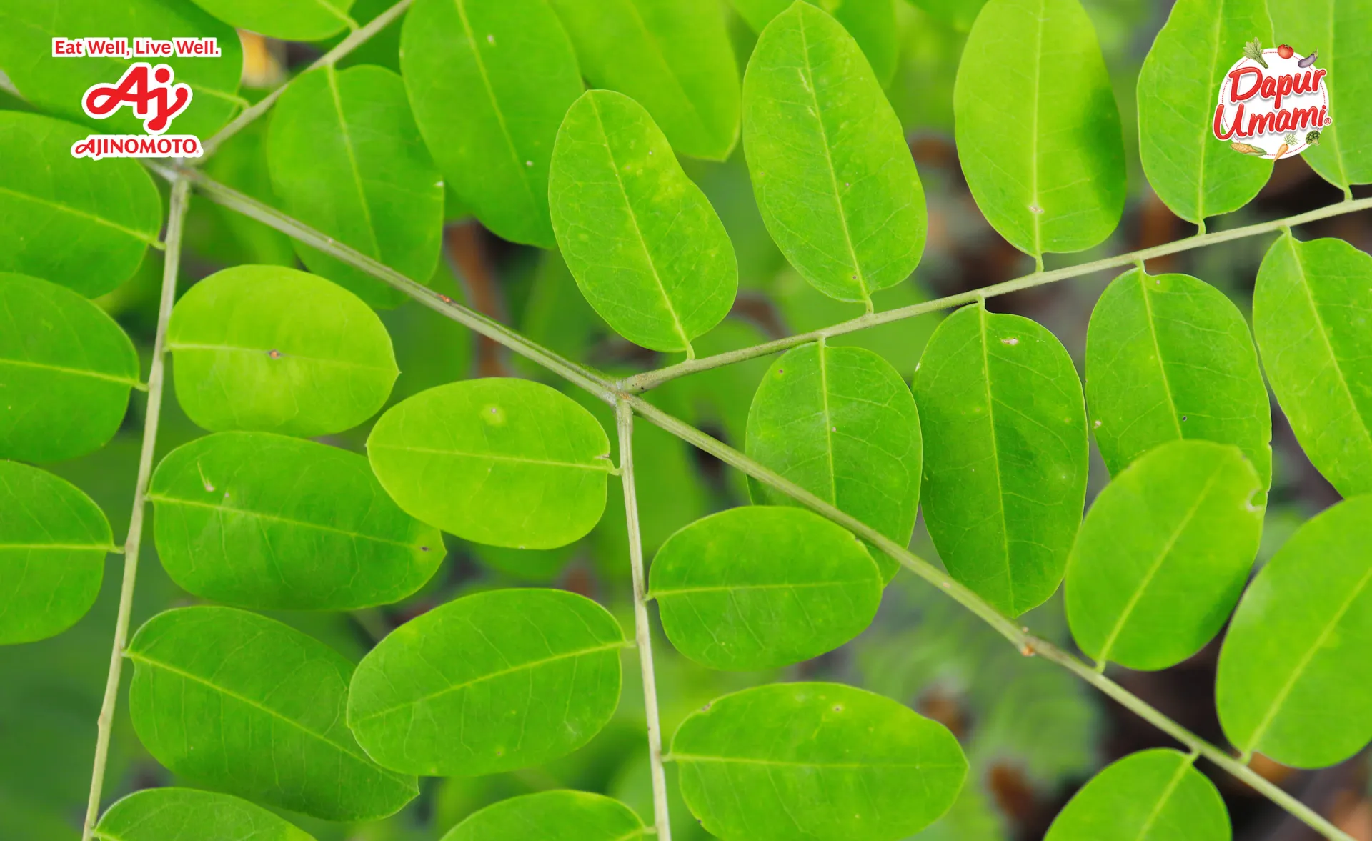 Bukan Cuma Memperlancar ASI, Ini Manfaat Daun Katuk yang Perlu Kamu Tahu