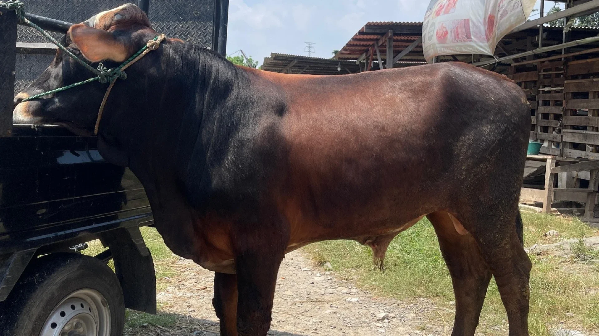Alhamdulillah Bisa BerQurban #MaknaIduladha
