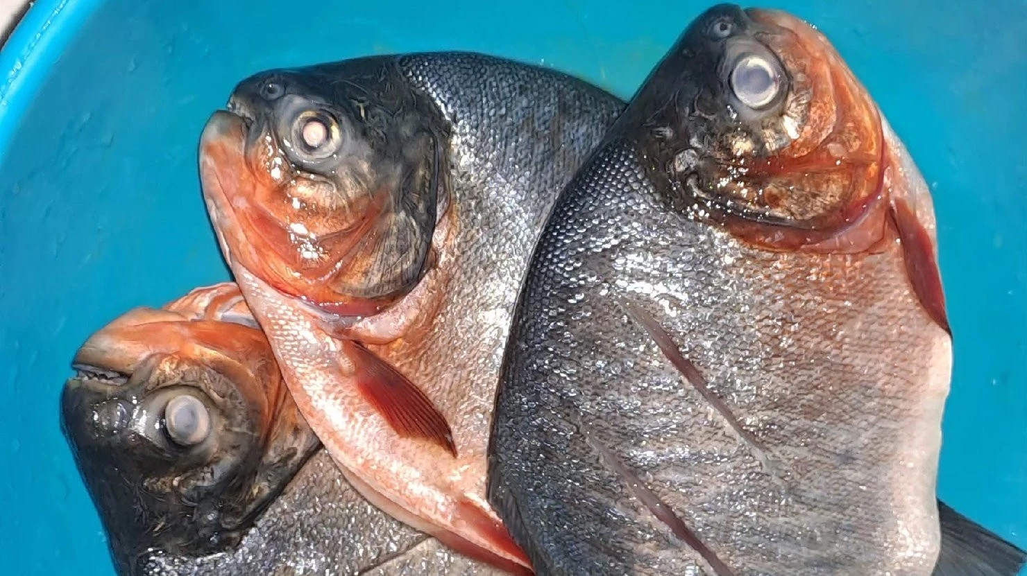 apakah selama ini saya makan Ikan Piranha