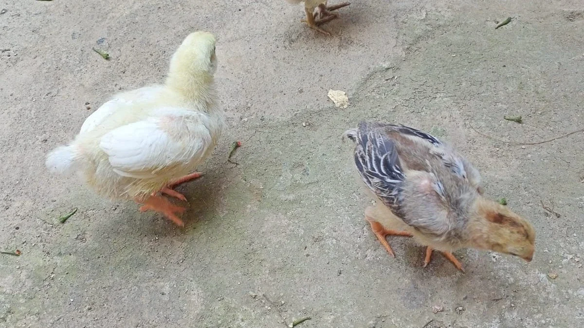 Ayam