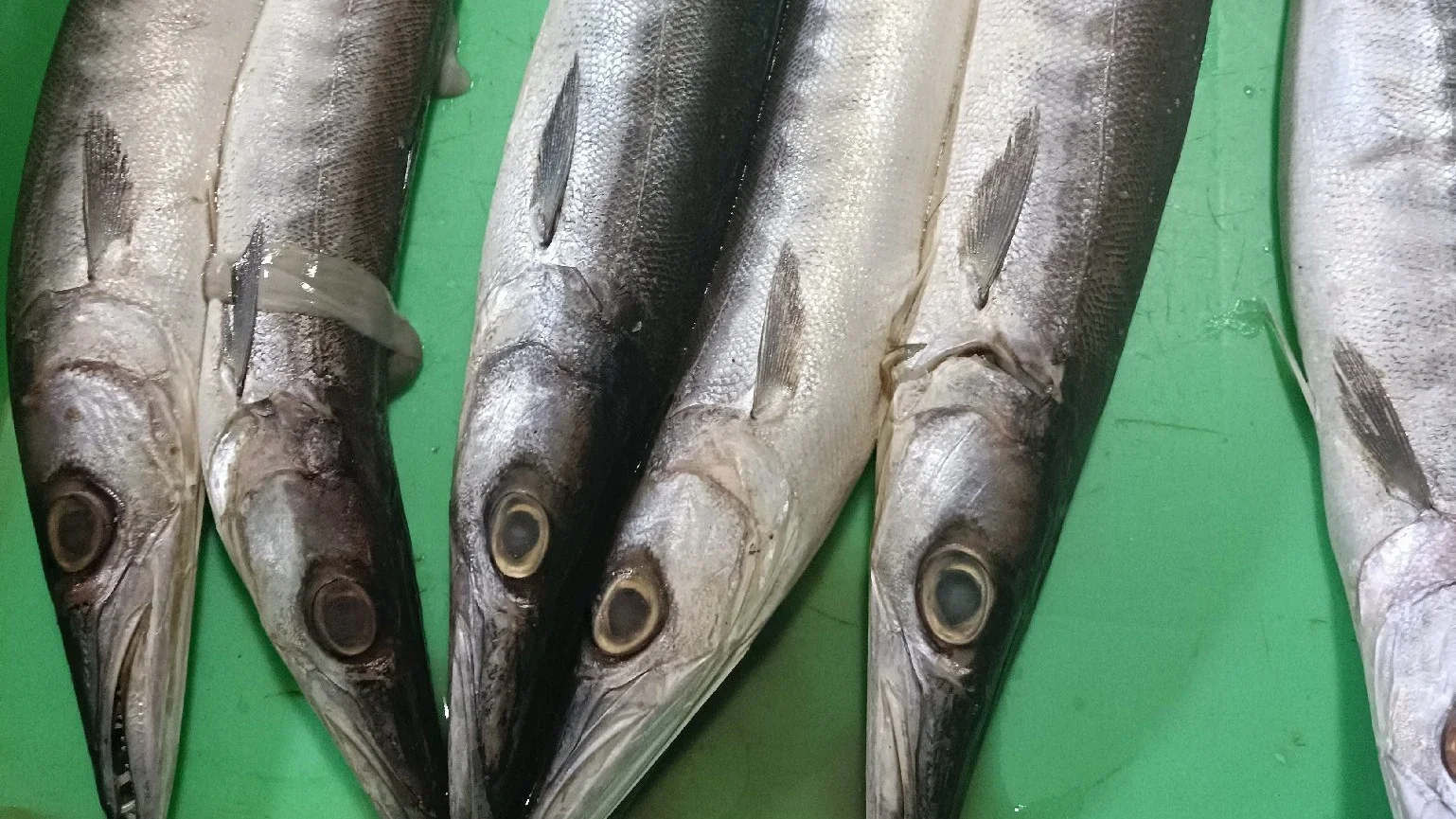Barakuda