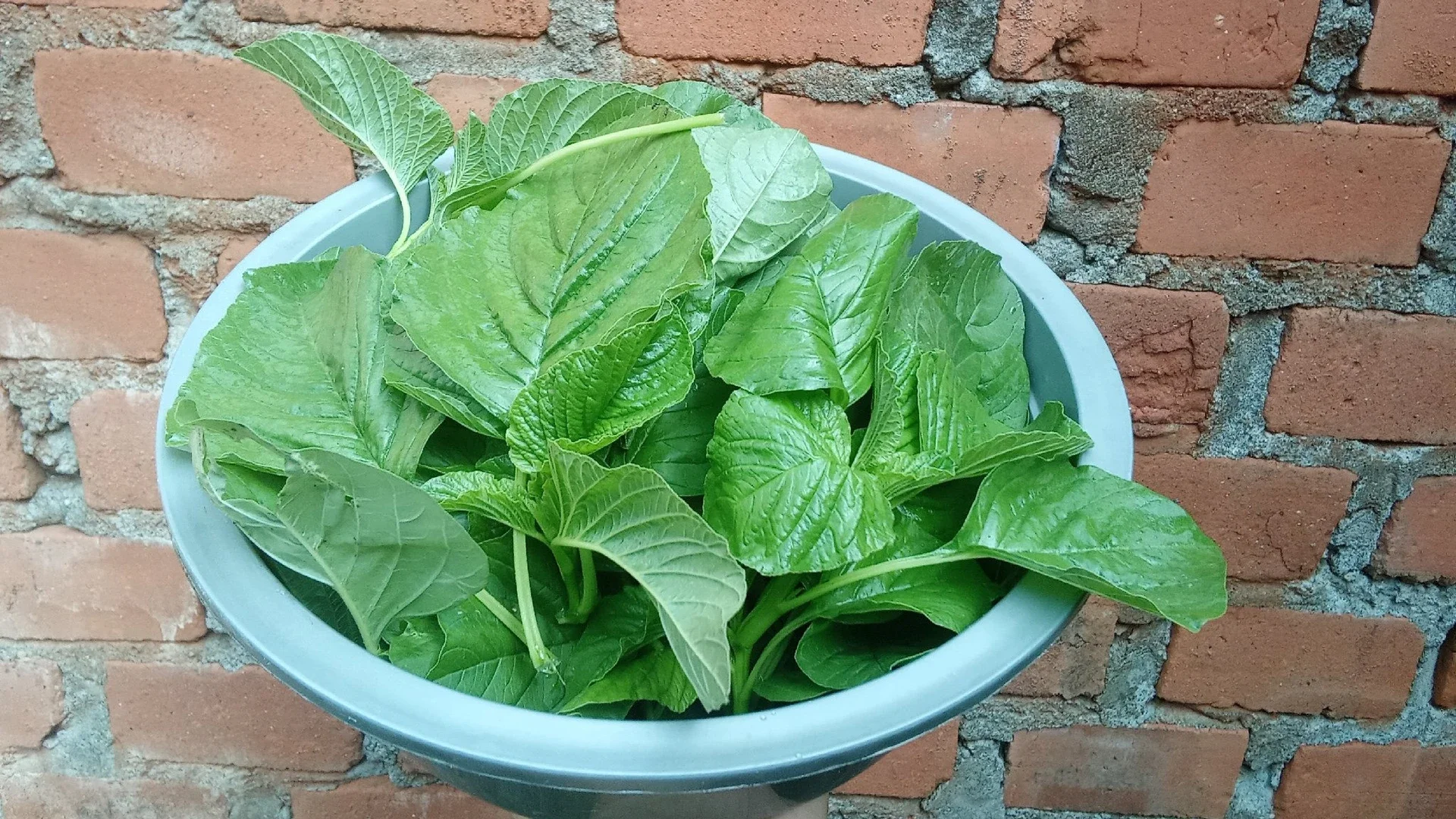Bayam #KegiatanFavorit