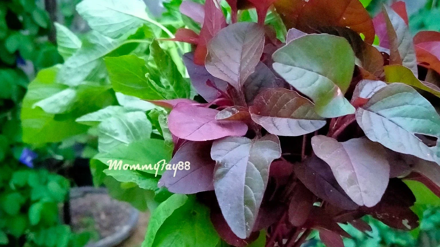 Bayam Merah VS Bayam Hijau