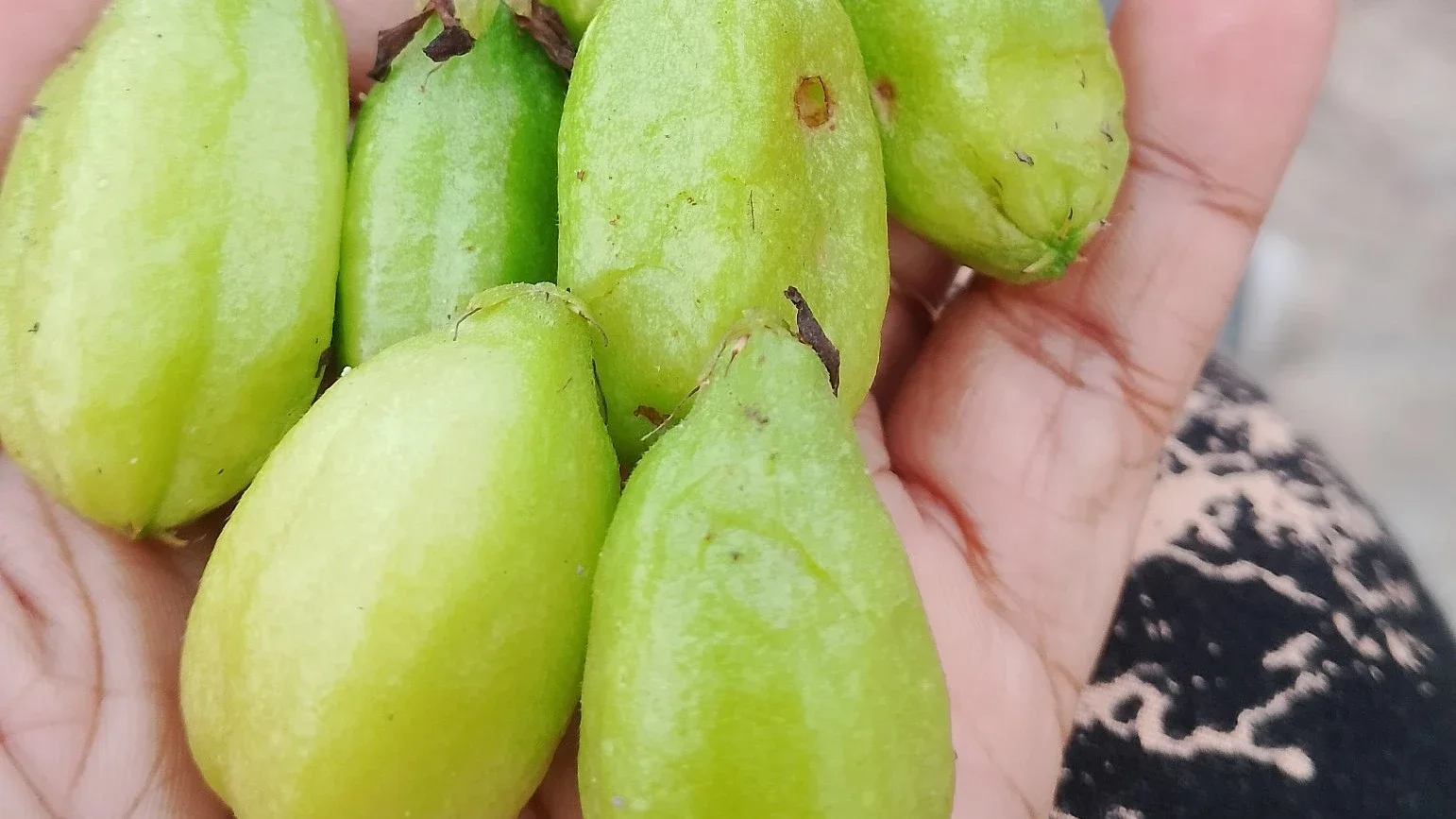 Belimbing Wuluh buah kecil dengan sejuta manfaat untuk jantung yang sehat #JagaJantungVersiku