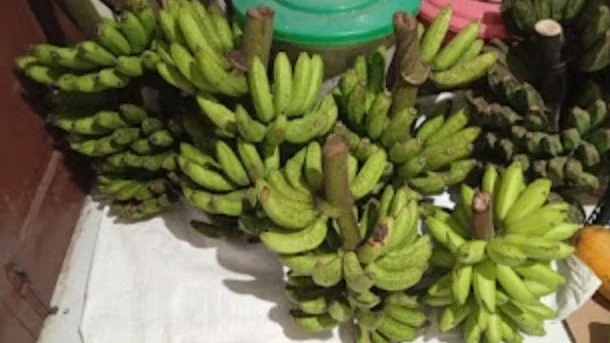Beraneka Ragam Pisang