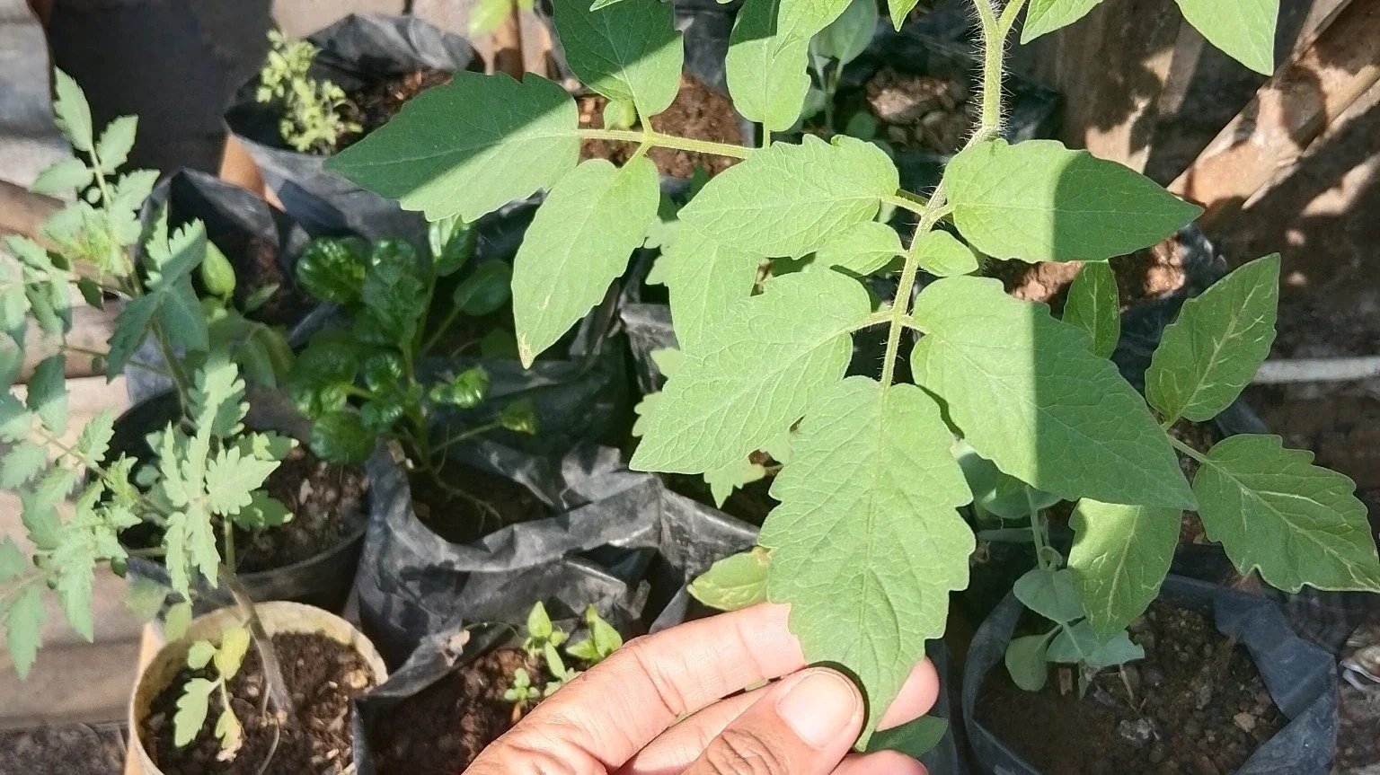 berkebun