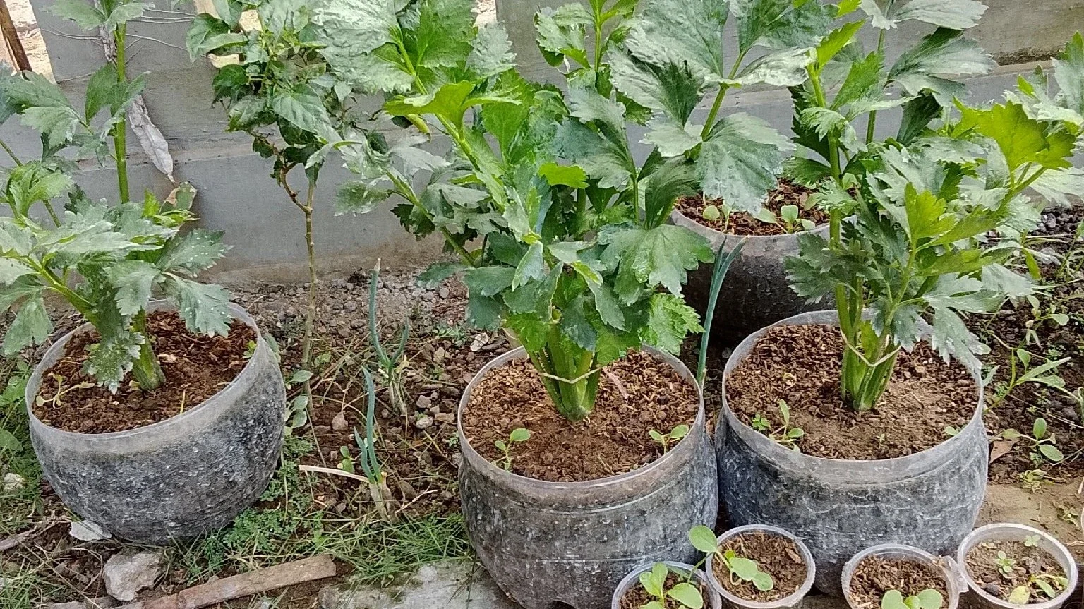 berkebun