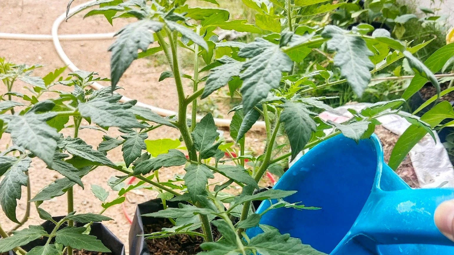 Berkebun, aktifitas pagi untuk gerakkan tubuh meski lagi puasa