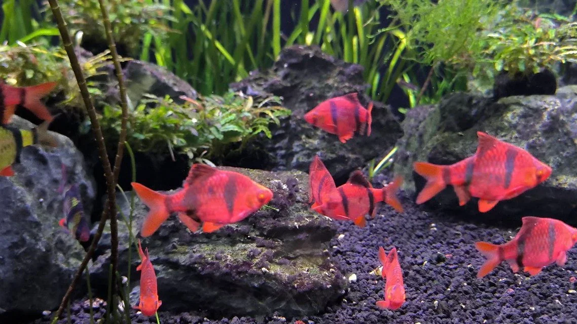 Berkunjung ke Aquarium Raksasa #KegiatanFavorit