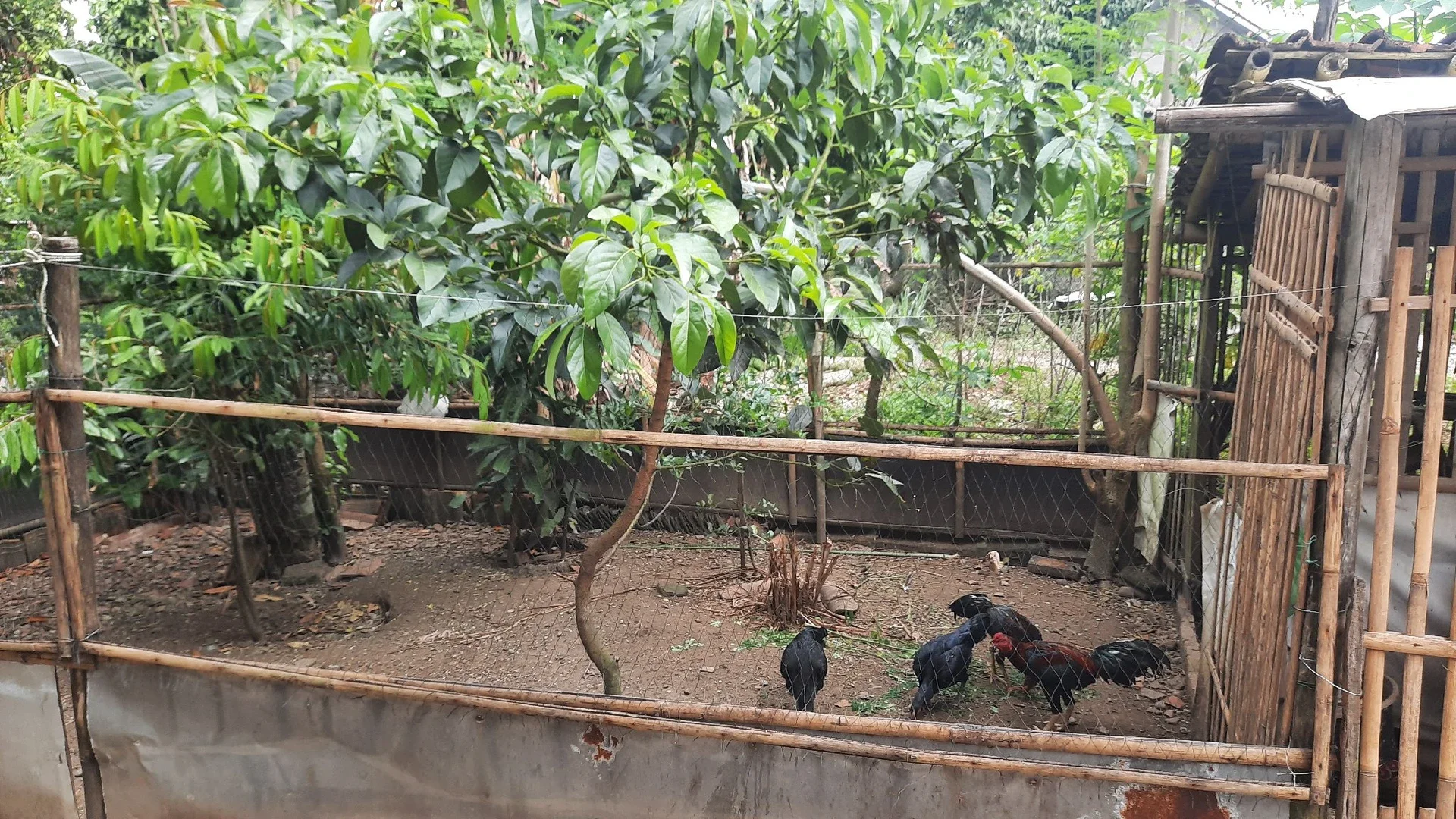 Beternak Ayam Kampung