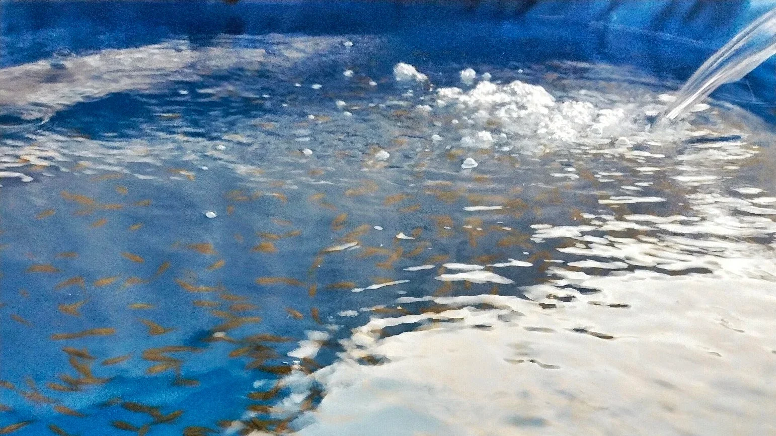 Bibit Ikan Nila