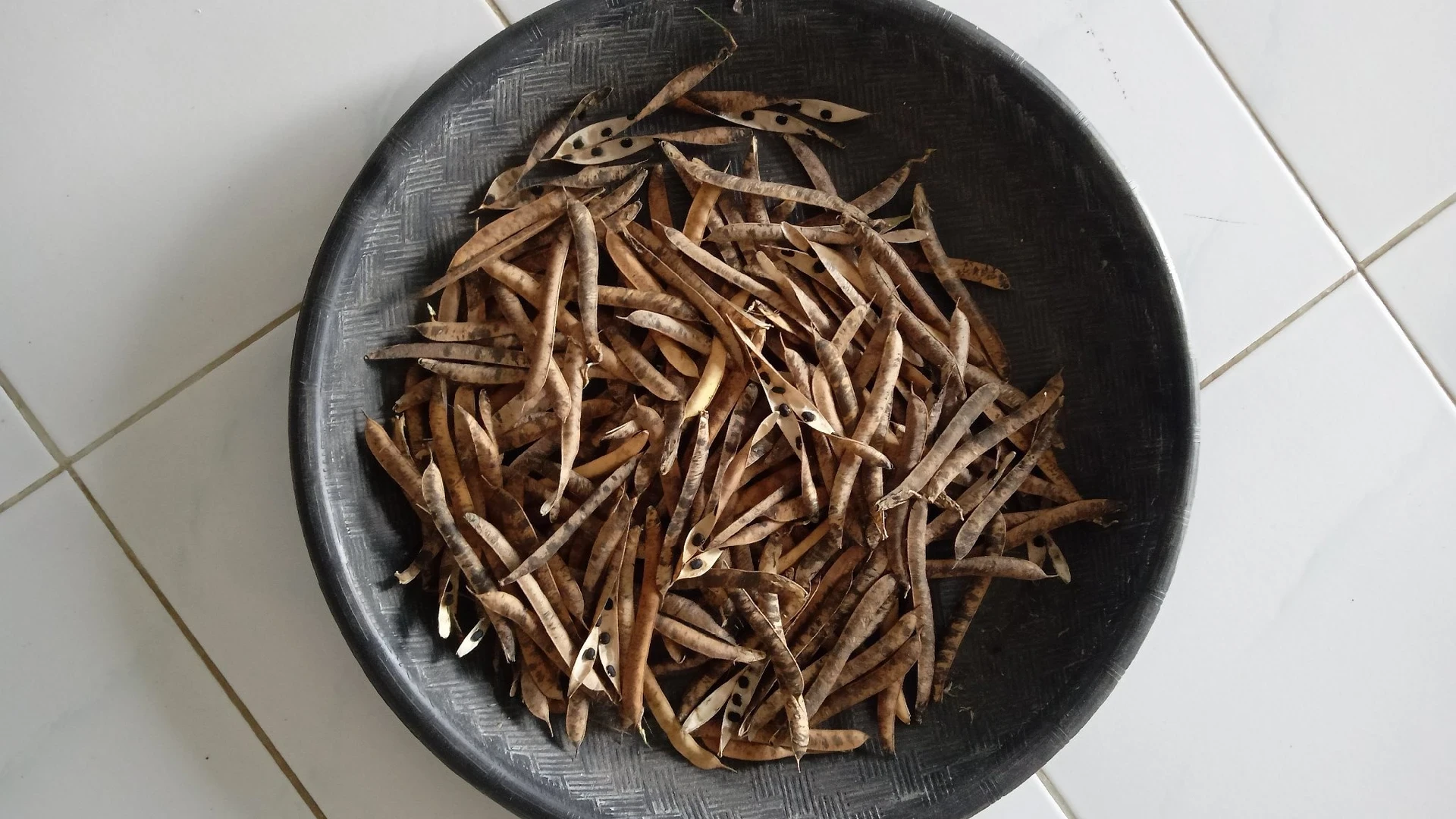 Biji Bunga Telang