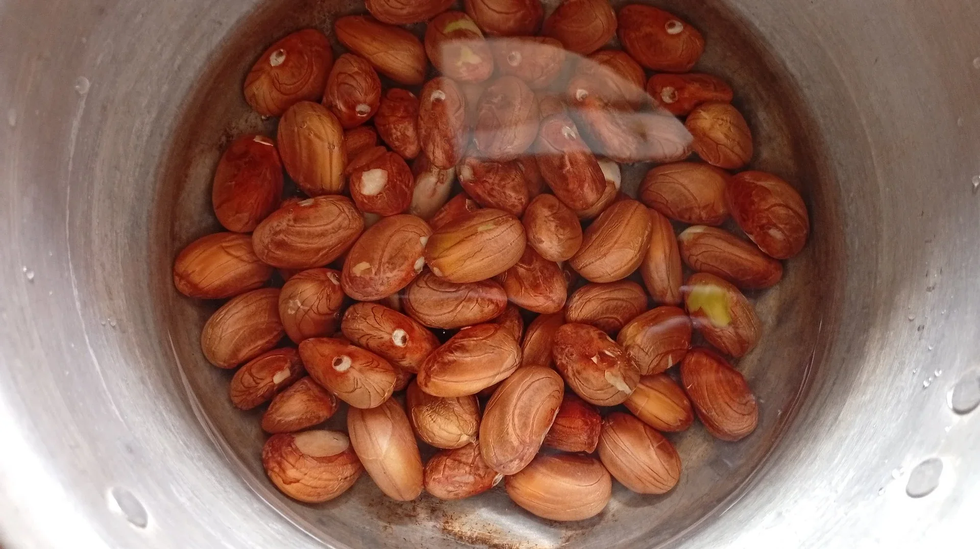Biji Nangka/Beton