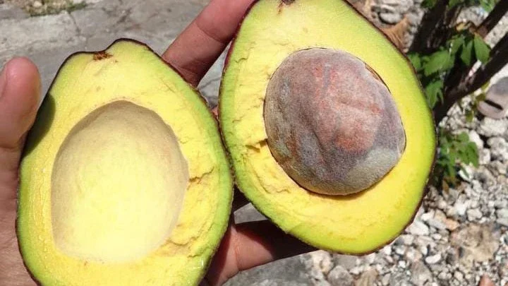 buah alpukat  #JagaJantungVersiku