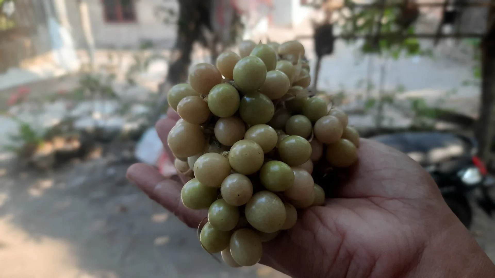 Buah Ciplukan