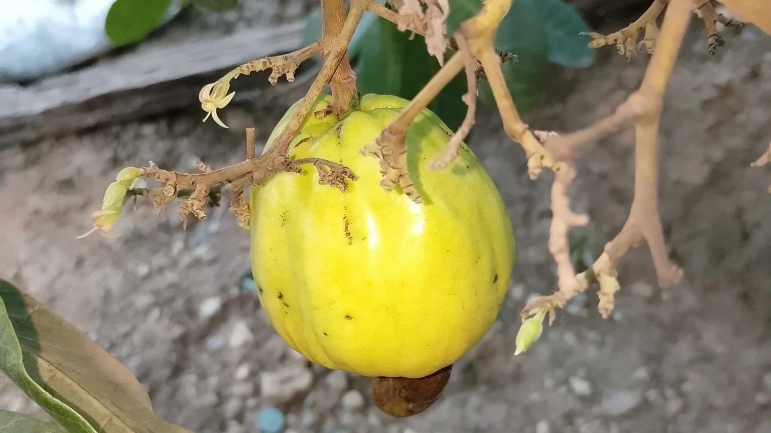 buah jambu mede