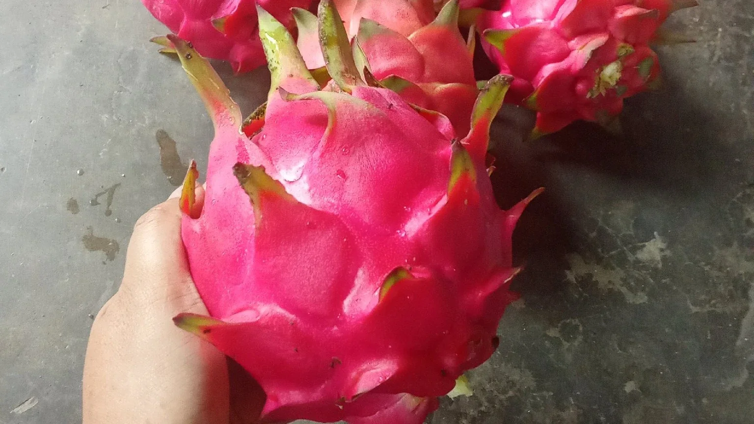 Buah naga #KegiatanFavorit