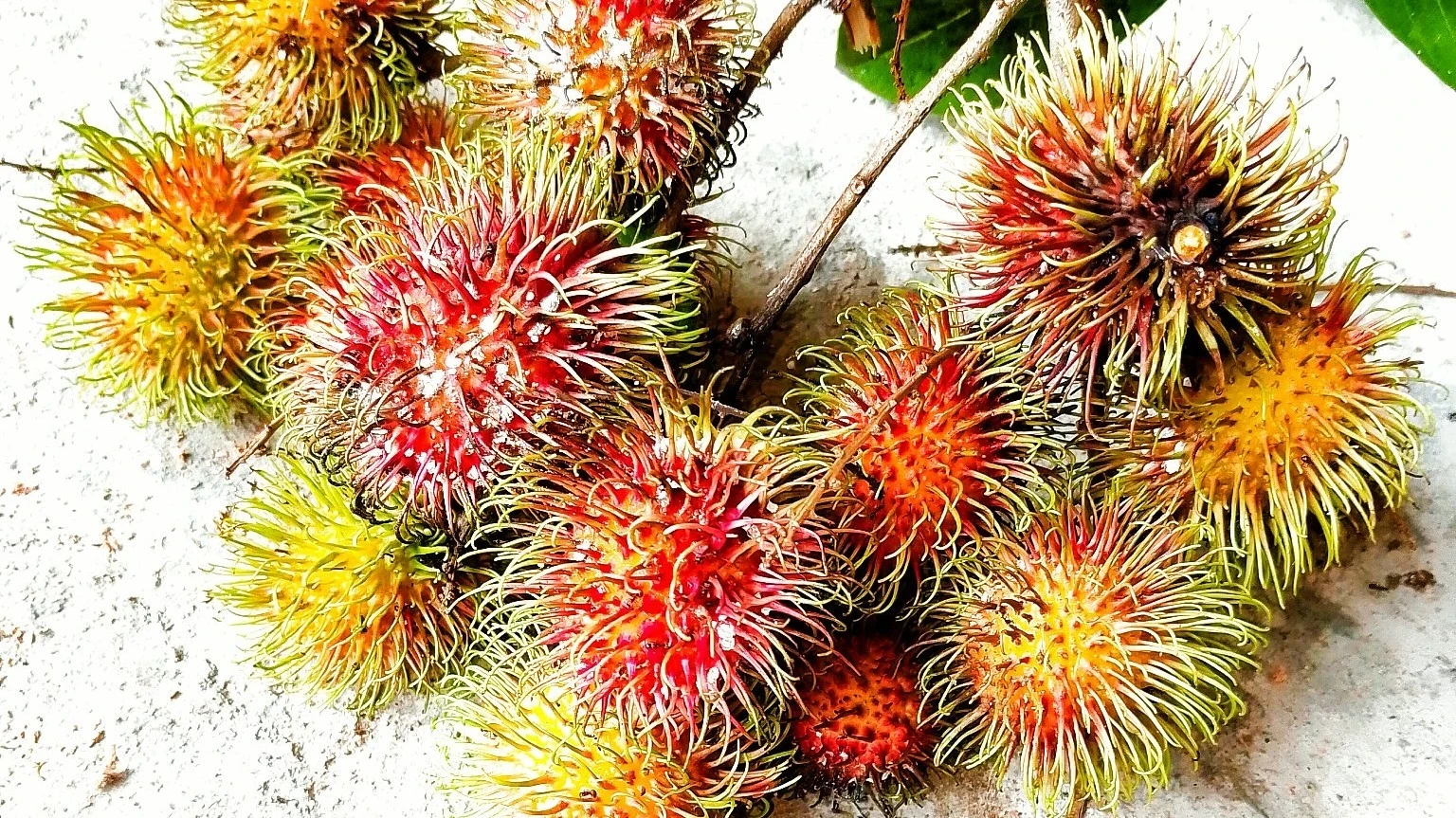 buah rambutan