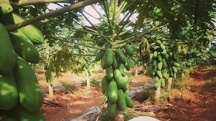 Budidaya Pepaya California