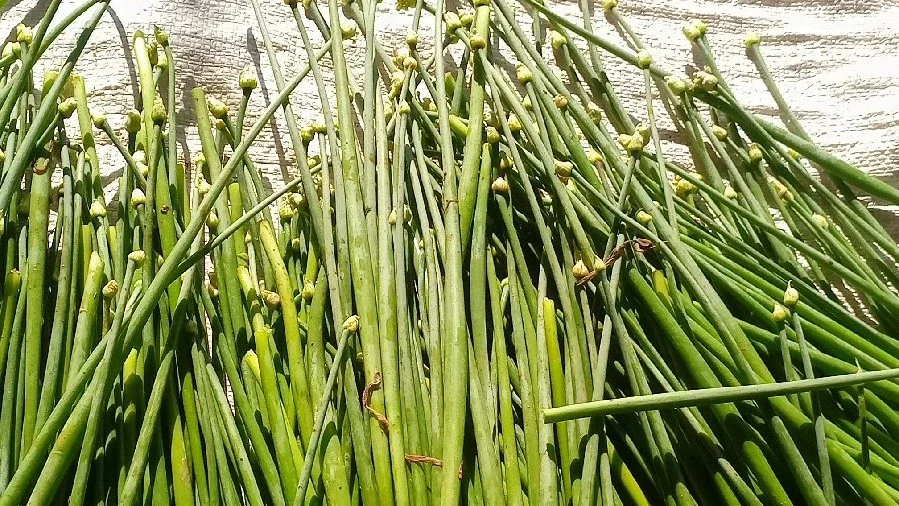 bunga bawang merah