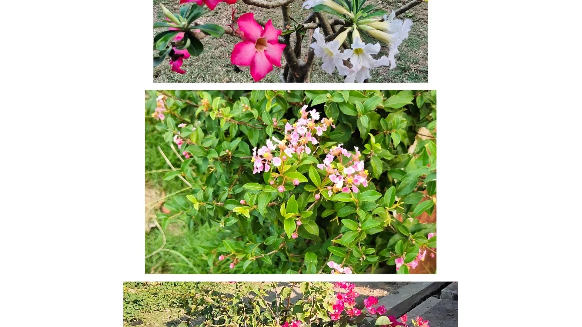 BUNGA POT