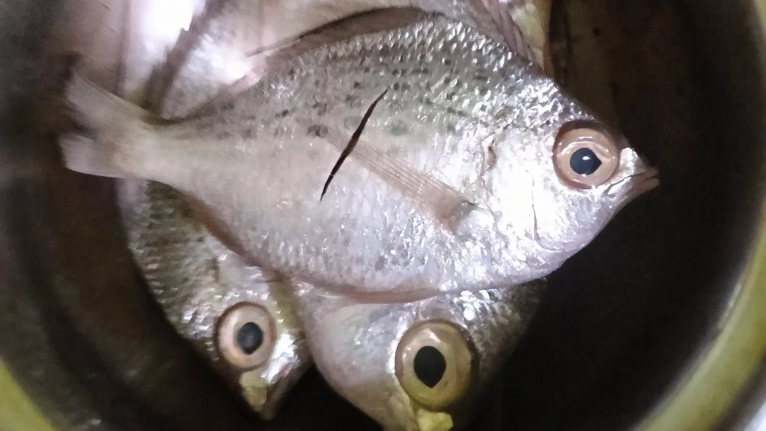 cara memilih ikan segar