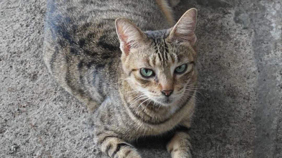 Cat 🐾