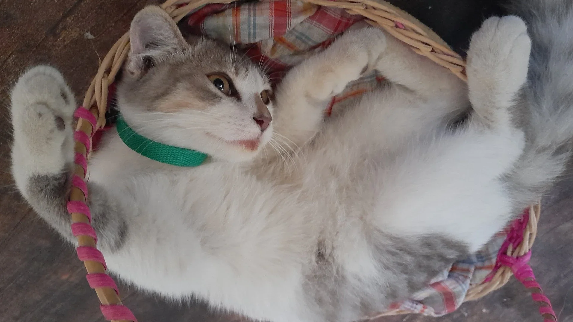 Cendol ... Kucing Imut Baru Penghuni Rumahku