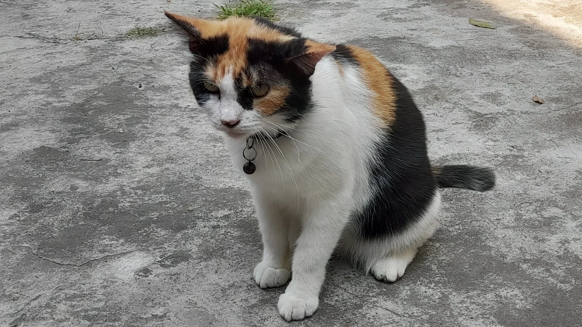 Cethul ... Kucing Tetangga Yang Pindah Kk ke Rumahku