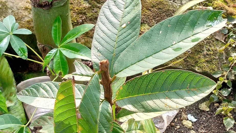 daun jambu biji
