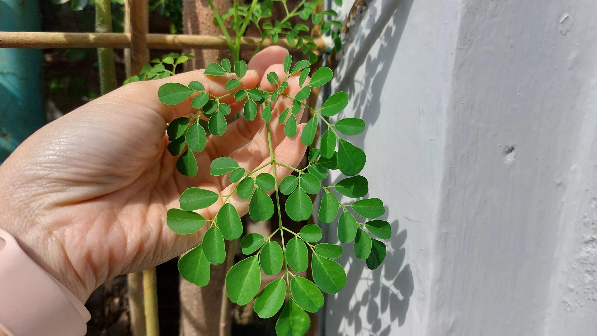DAUN KELOR