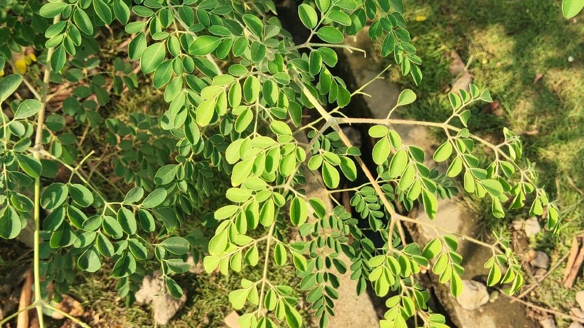 DAUN KELOR