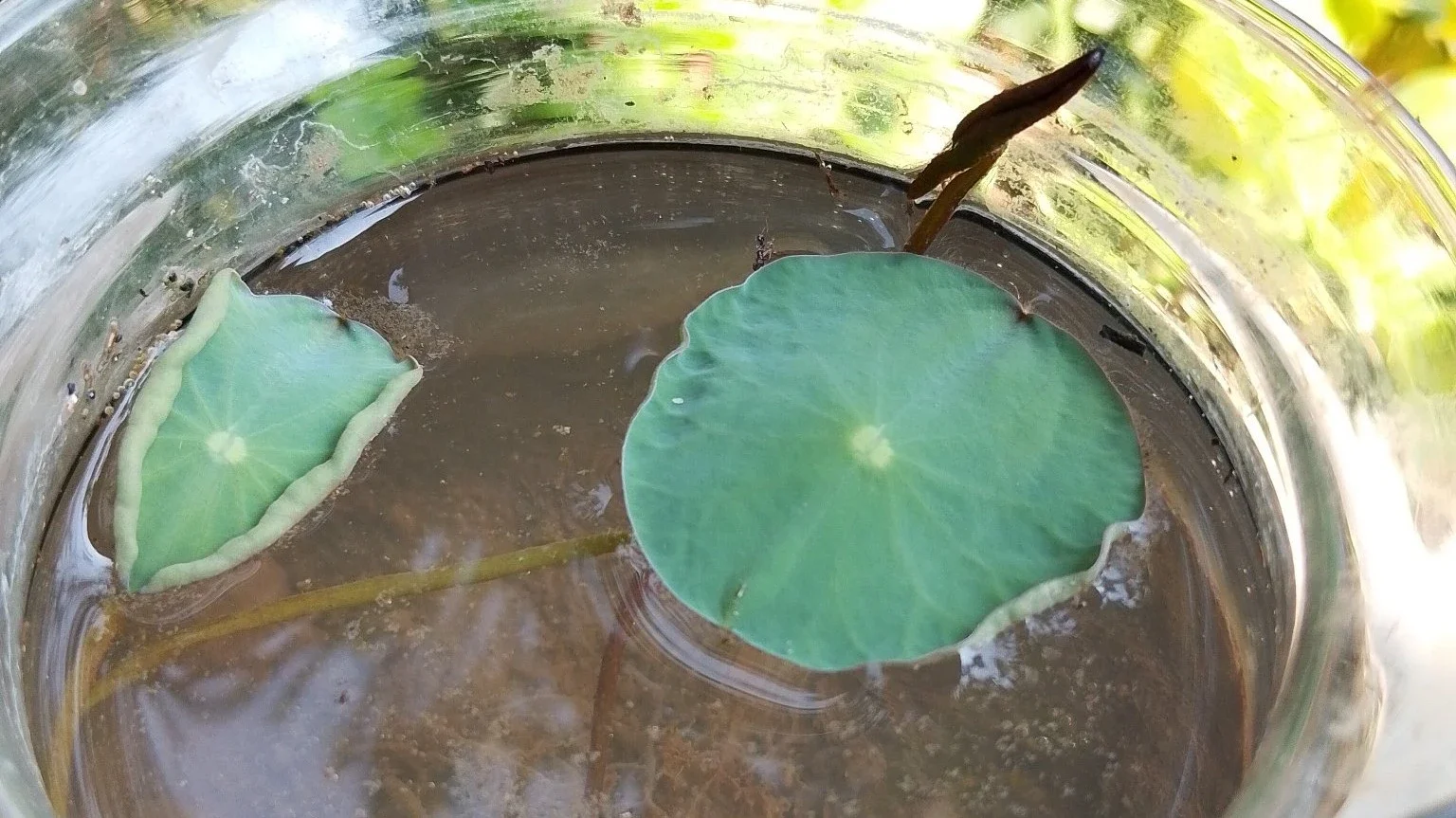 daun lotus