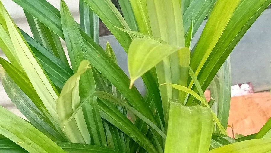 daun pandan