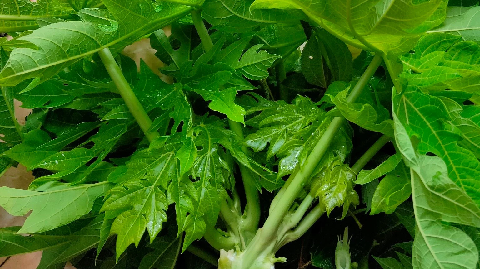Daun Pepaya