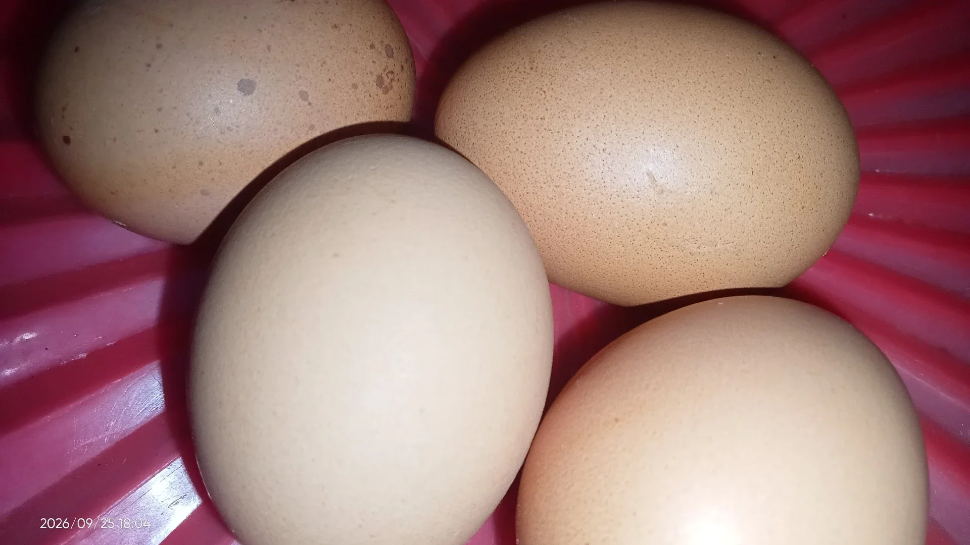 Dimulai Dari Telur #JagaJantungVersiku
