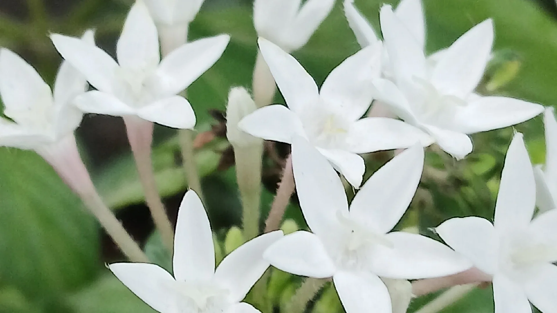 Edible flower bunga petas
