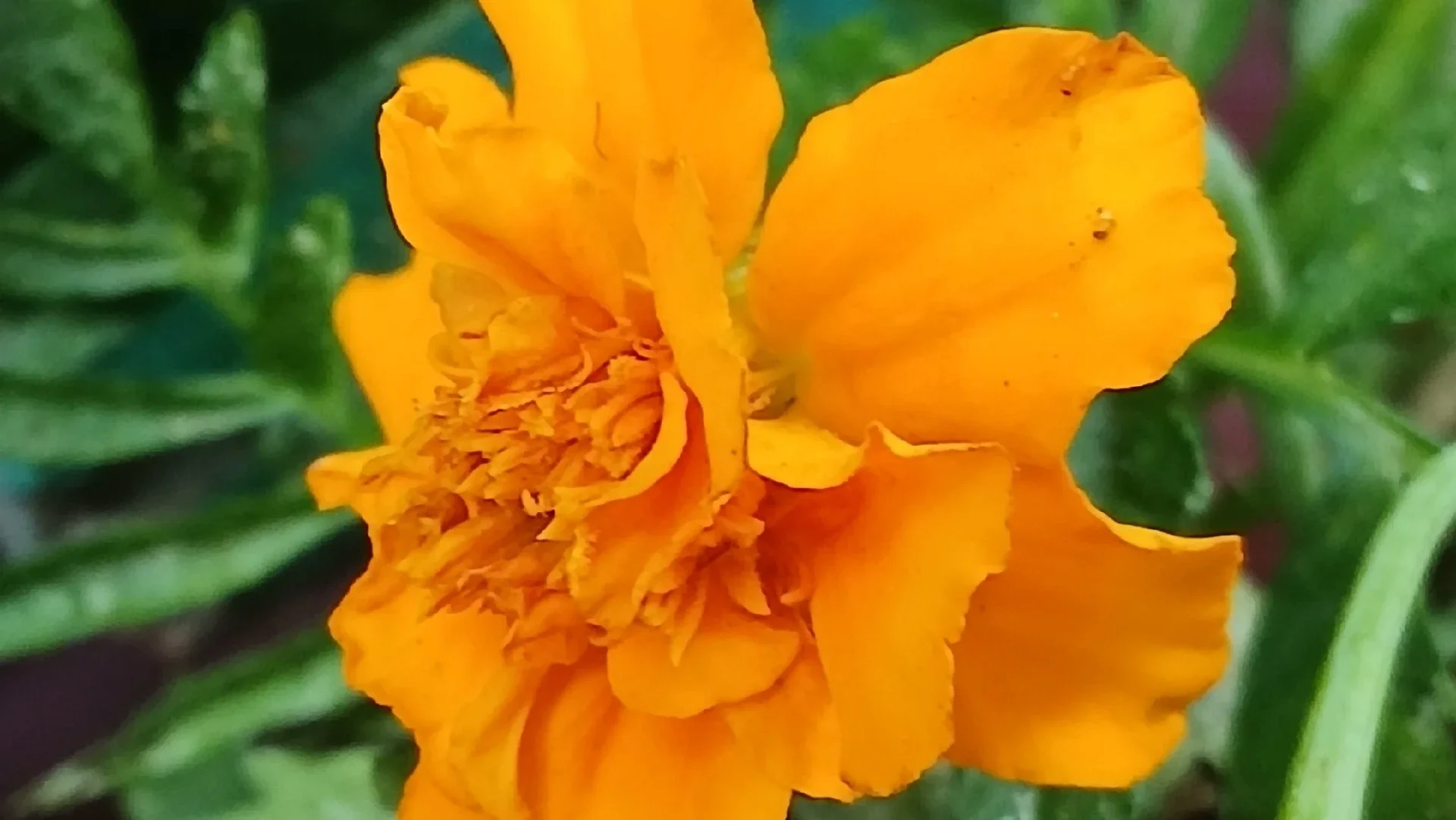 edible flower marigold