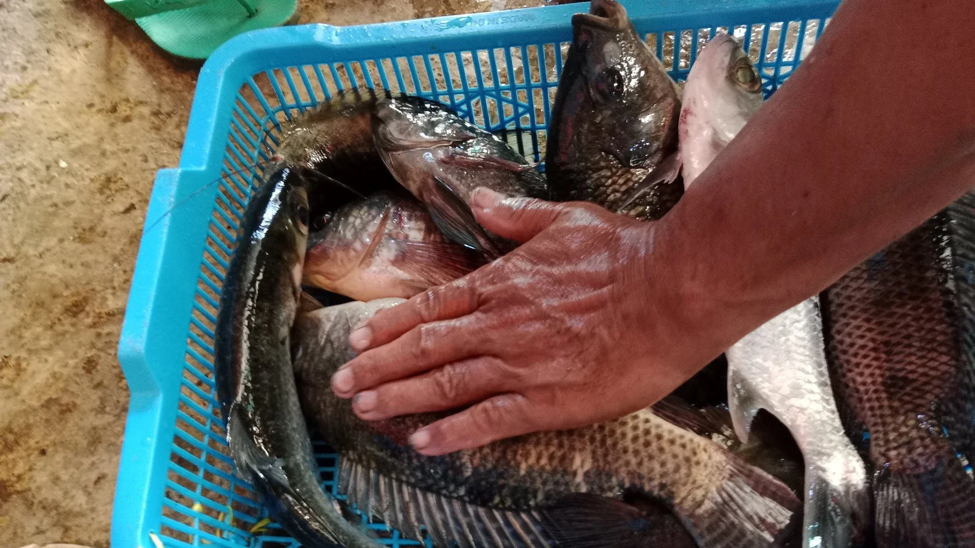 Hasil Mancing
