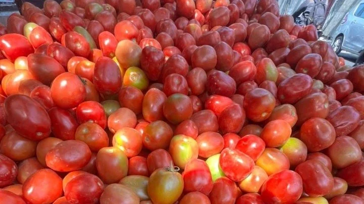 HUNTING BUAH TOMAT FAVORITKU