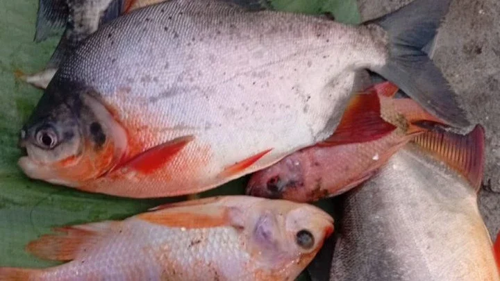 ikan