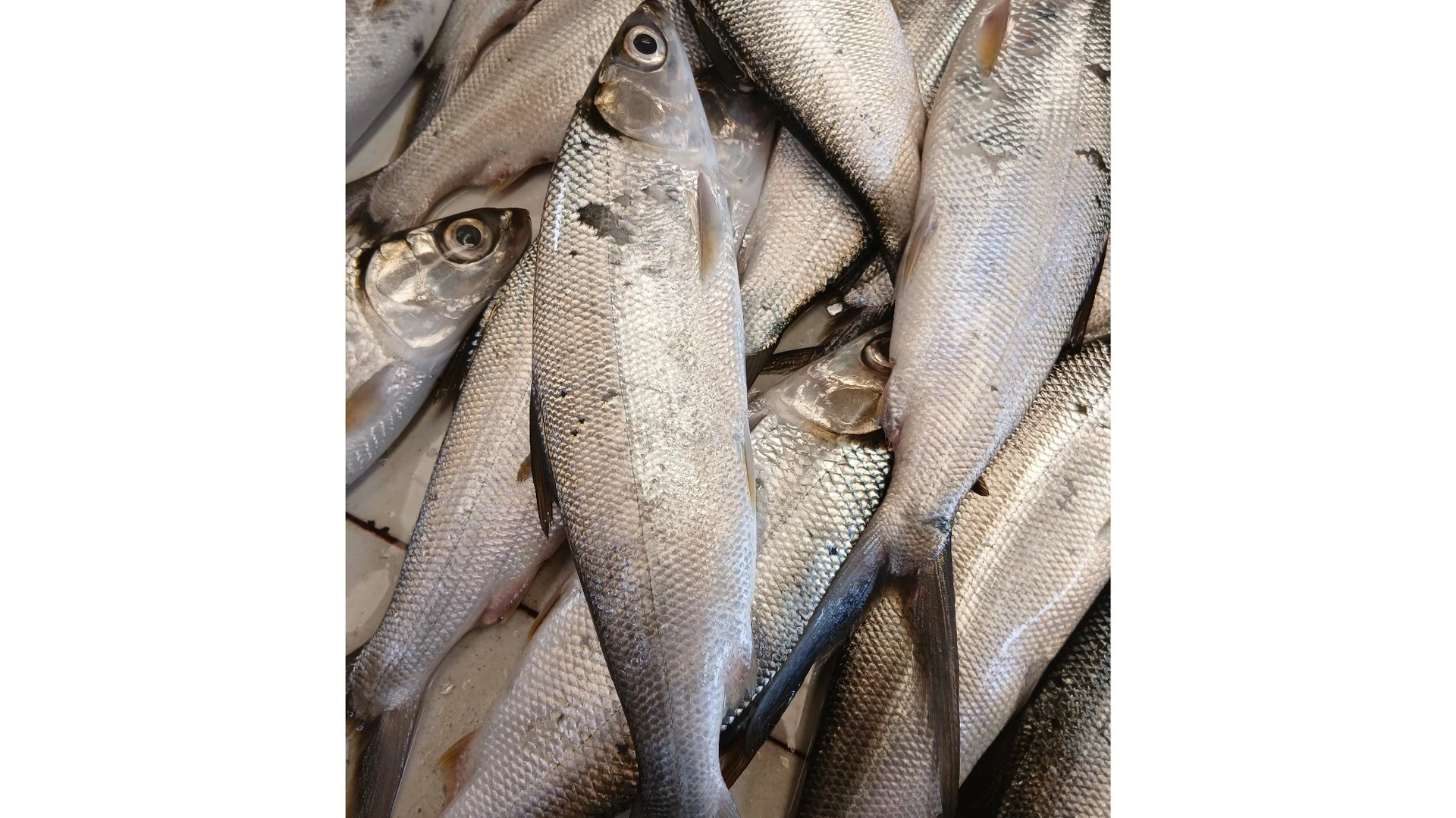Ikan bandeng