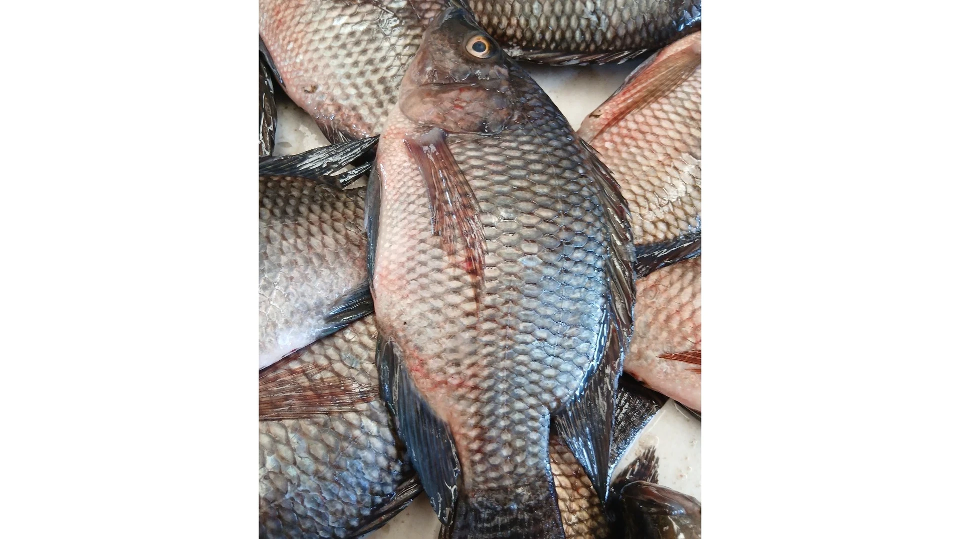 Ikan Nila