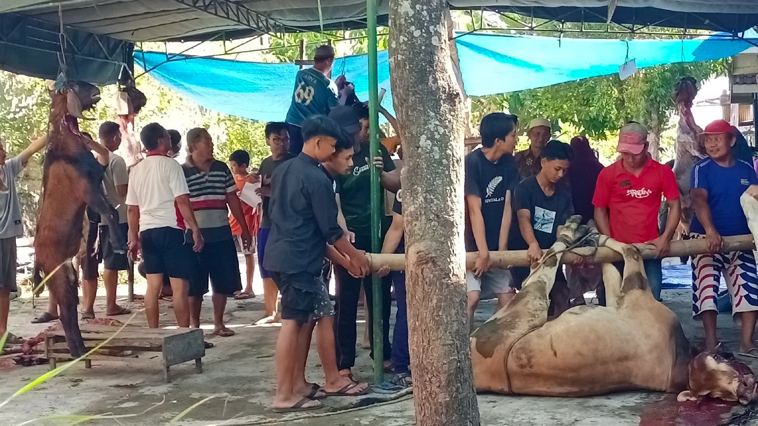 ikut berpartisipasi dalam nyembelih hewan kurban #MaknaIdulAdha