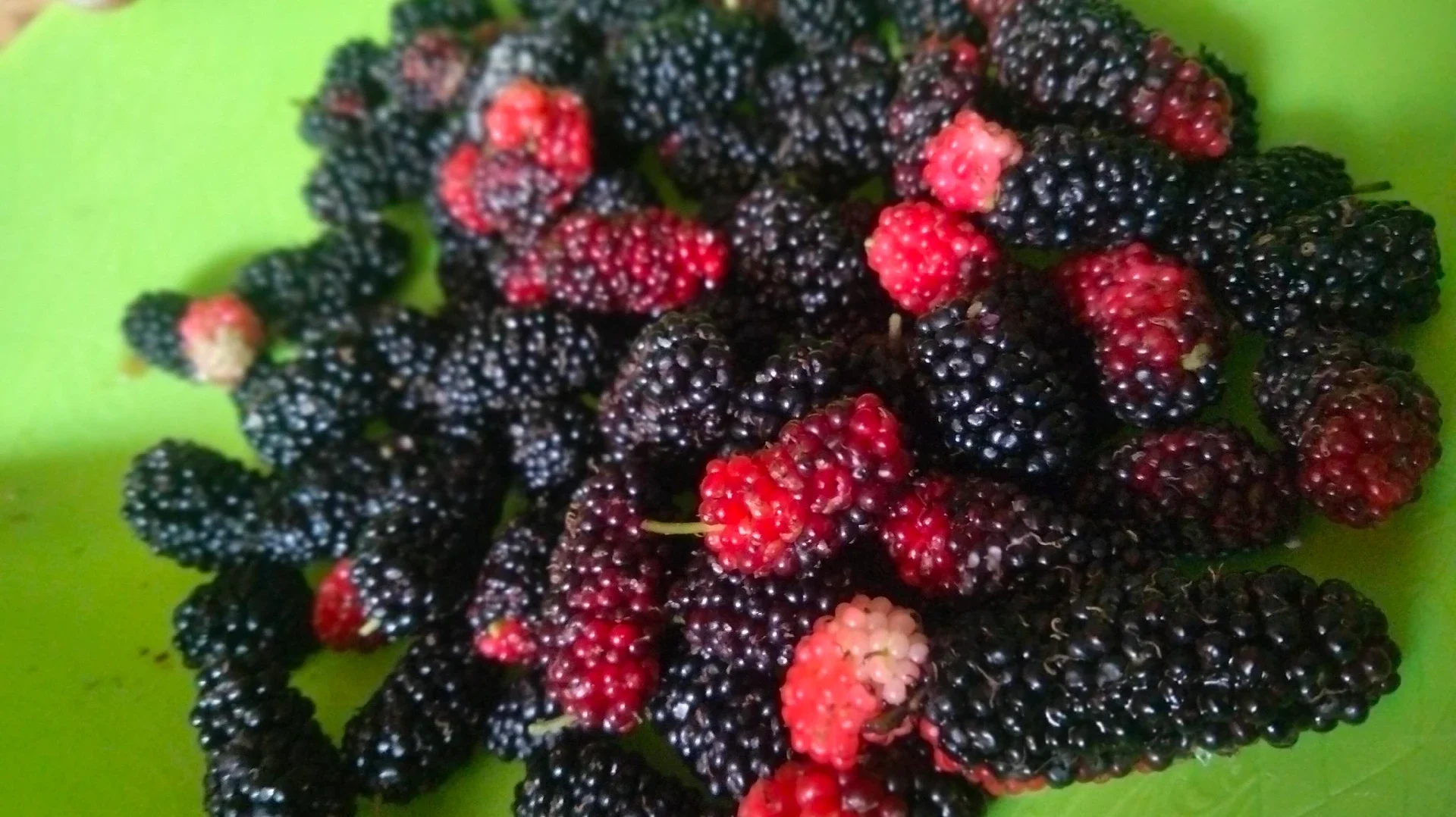 #IsiPiringmuHariIni NGEMIL BUAH MURBEI