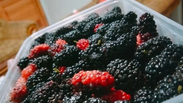 #JagaJantungVersiku MANFAAT BUAH MULBERRY
