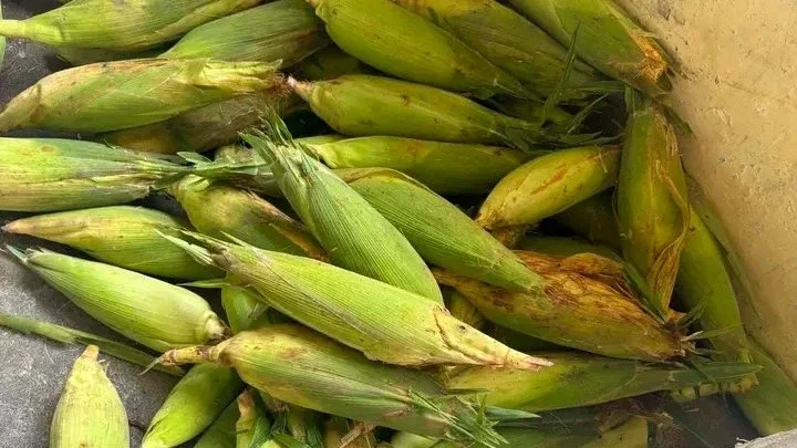 jagung