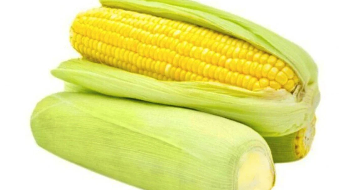 Jagung Jadul VS Jagung Manis